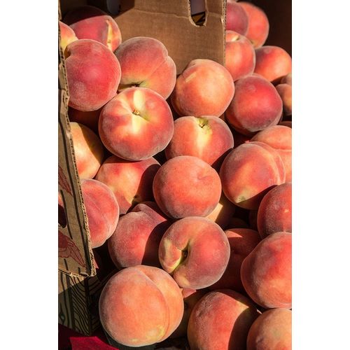 Horton, Janet 아티스트의 Issaquah-Washington State-USA Boxes of White Lady peaches for sale at a Farmers Market작품입니다.